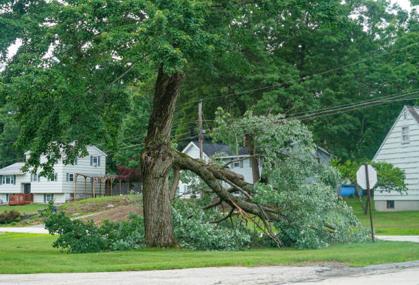 Best Root Management and Removal  in Rice Lake, MN